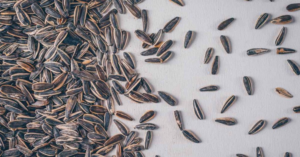 Dịch vụ hút chân không hạt hướng dương uy tín số 1