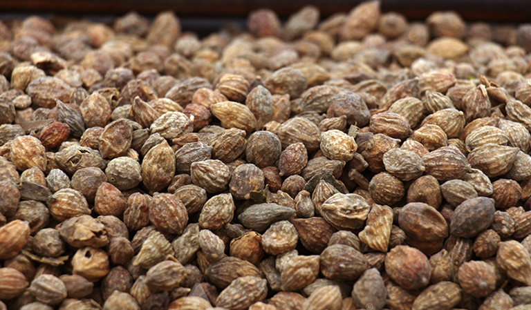 Hút chân không sa nhân tại Hà Nội